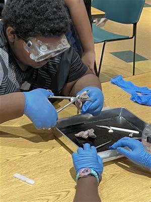 Students cutting cow eye